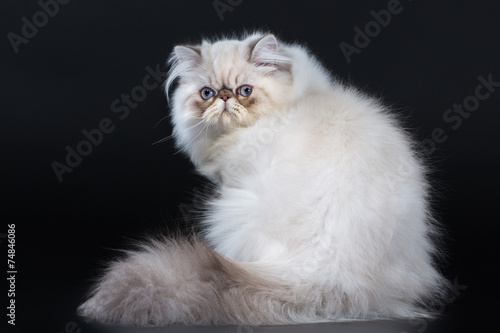 Persian cat