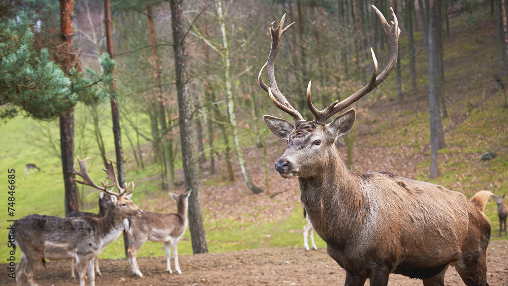 Fototapeta premium Powerful adult red deer stag in natural environment autumn fall