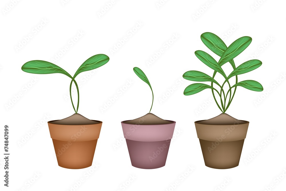 Brussels Prouts Plants in Ceramic Flower Pots Brussels Prouts Plants in Ceramic Flower Pots