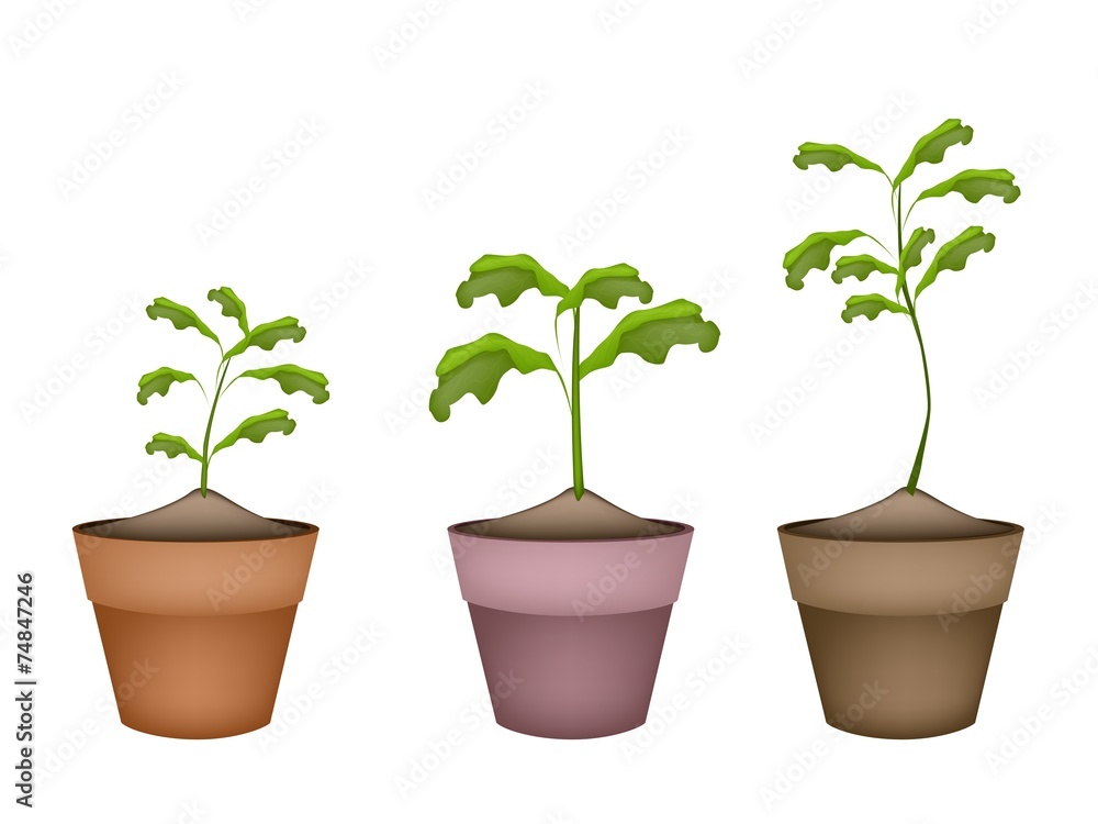 Three Green Trees in Terracotta Flower Pots Three Green Trees in Terracotta Flower Pots