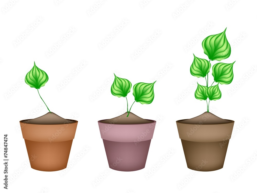 Green Wildbetal Leafbush in Ceramic Flower Pots Green Wildbetal Leafbush in Ceramic Flower Pots