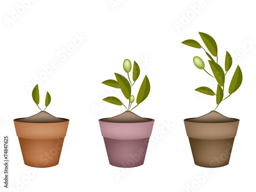 Three Olives Tree in Ceramic Flower Pots
