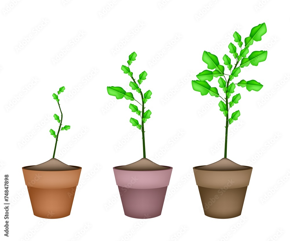 Kaffir Lime Tree in Ceramic Flower Pots Kaffir Lime Tree in Ceramic Flower Pots