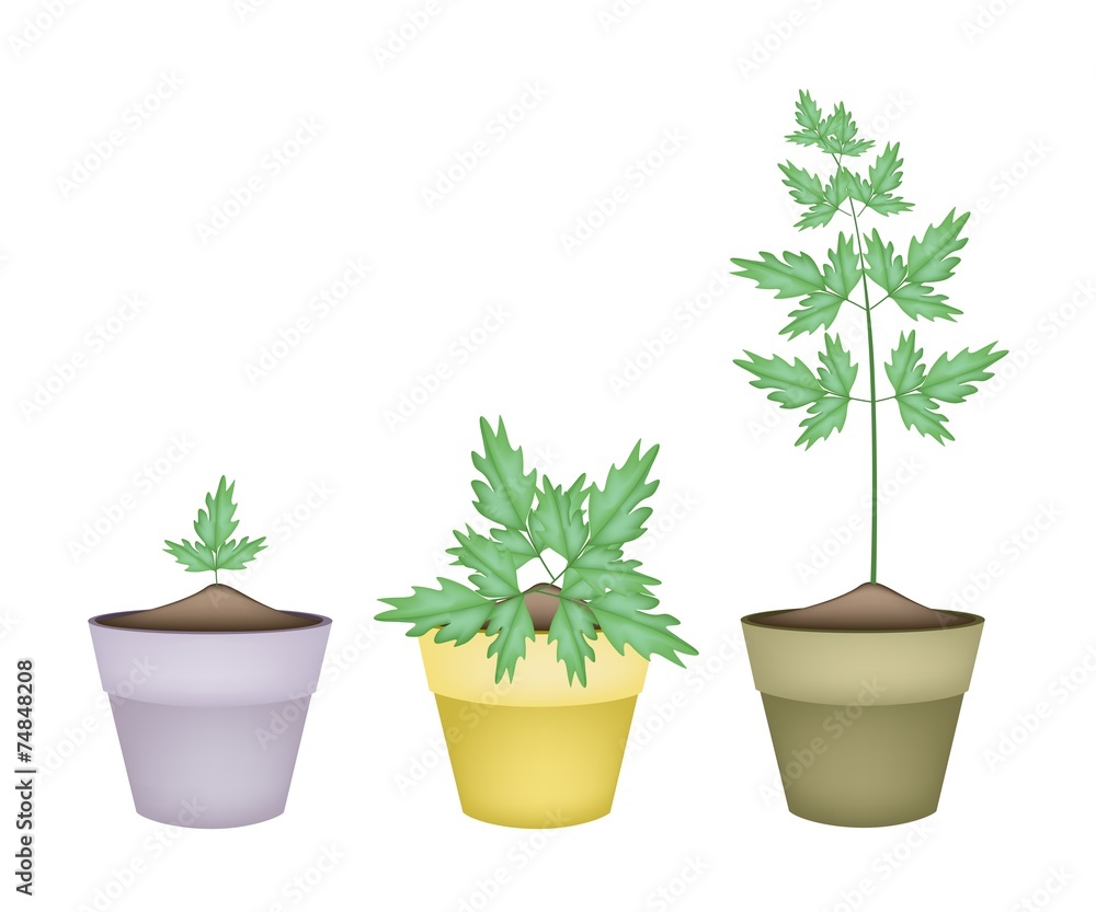 Three Water Dropwort in Ceramic Flower Pots Three Water Dropwort in Ceramic Flower Pots