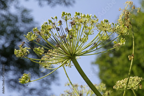 Herkulesstaude photo