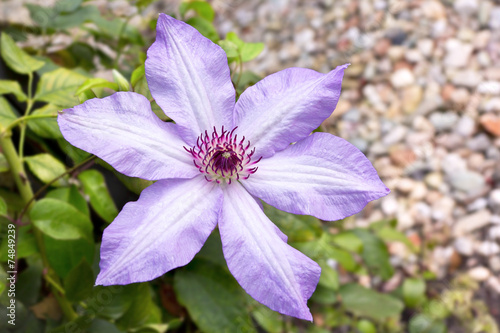 Clematis