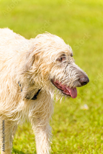 Dogs playing in a wet park