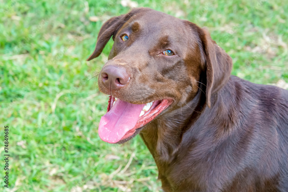 Chocolate lab with his collar on the ground Chocolate lab with his collar on the ground