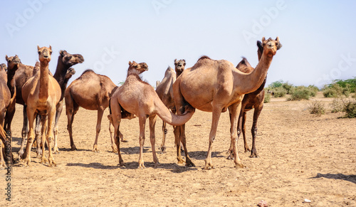Herd of Indian Camels  Camelus dromedarius 