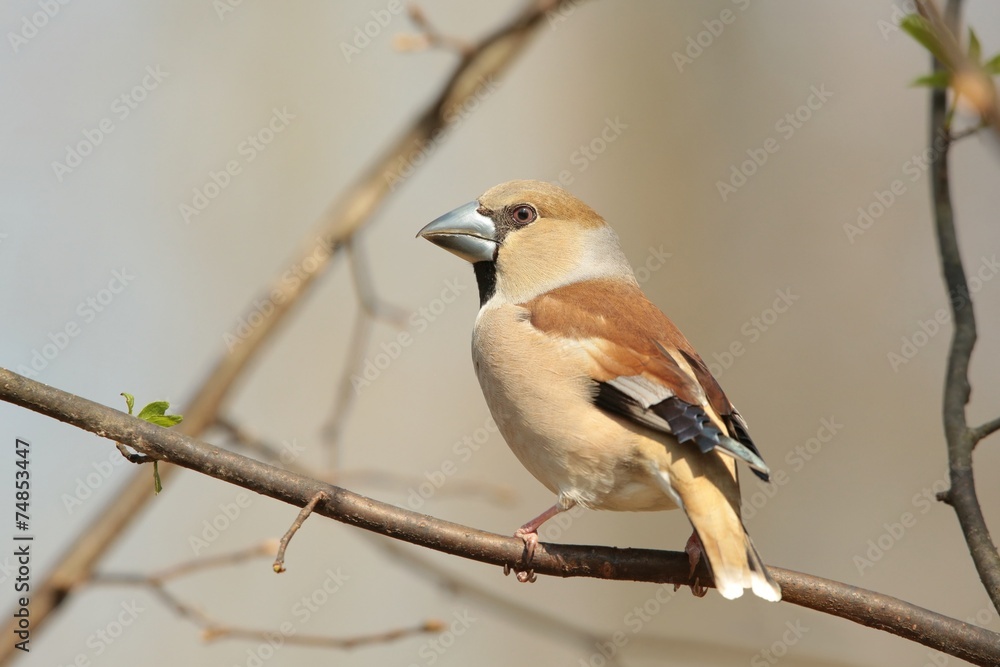 Grosbeak (Coccothraustes coccothrautes) on a twig Grosbeak (Coccothraustes coccothrautes) on a twig