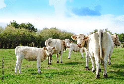 Mutterkuhhaltung, - kleine Herde Charoais Kühe mit Kälber