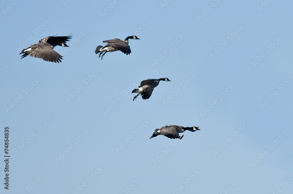 Flock of Canada Geese Flying in a Blue Sky Flock of Canada Geese Flying in a Blue Sky