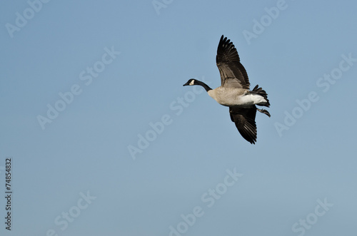 Lone Canada Goose Flying in a Blue Sky © rck
