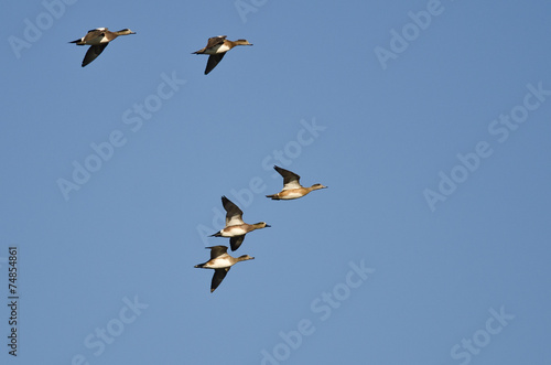 Flock of American Wigeons Flying in a Blue Sky © rck