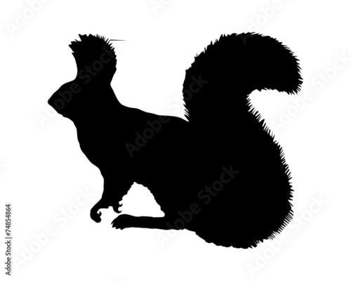 Eichhörnchen