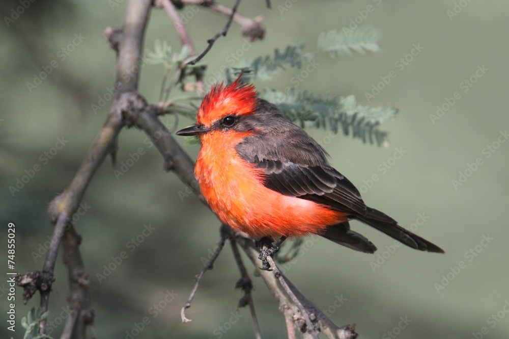 Fototapeta premium Vermilion Flycatcher (Pyrocephalus rubinus)