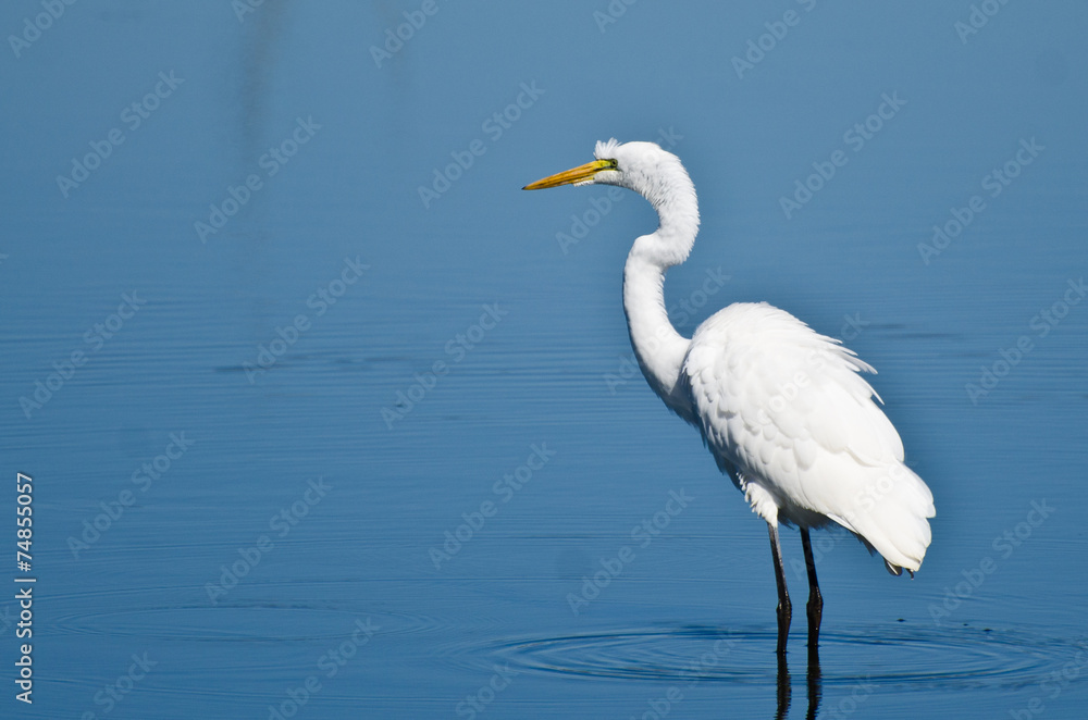 Great Egret Hunting for Fish