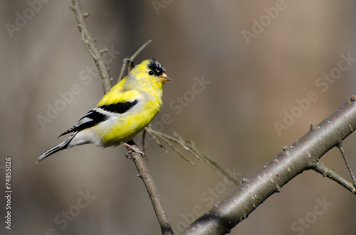 Male Goldfinch Changing to Breeding Plumage © rck