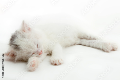 little white kitten