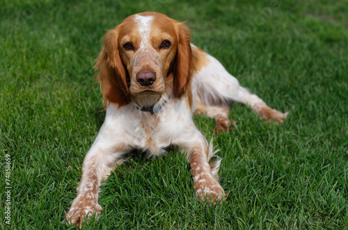 dog on the grass