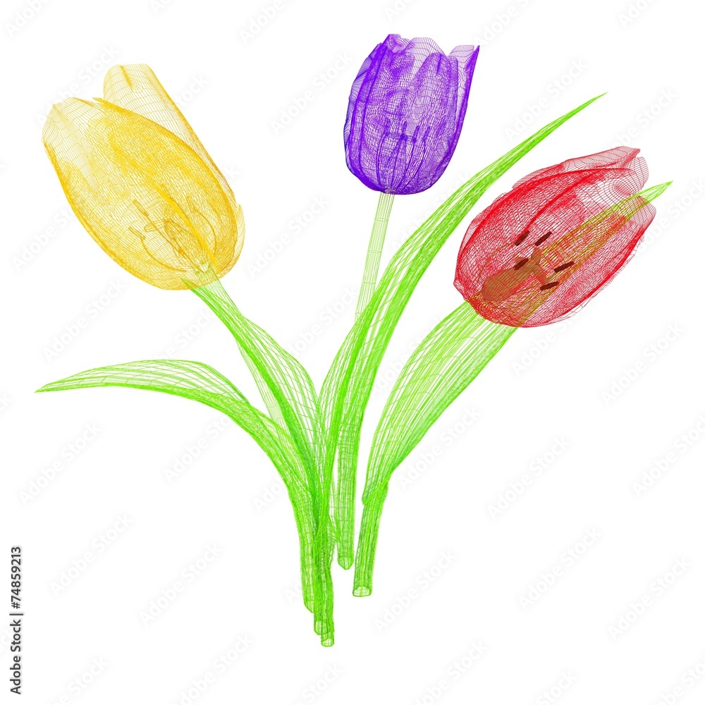 Tulip flower Tulip flower