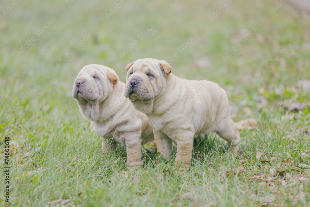 Two Shar Pei puppy