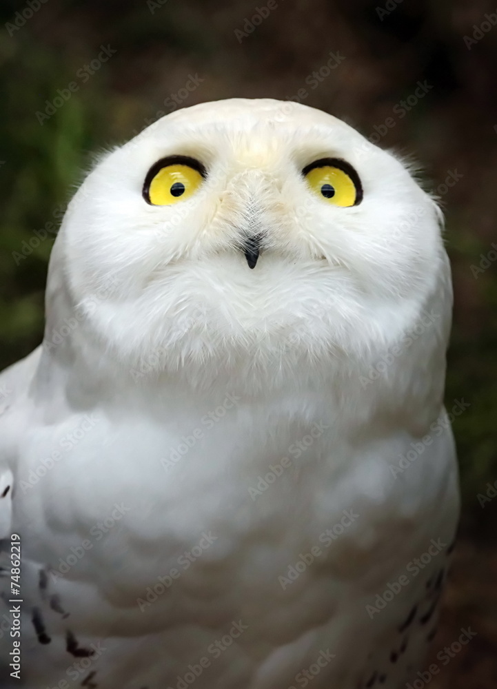 Obraz premium Snowy owl, bubo scandiacus, portrait