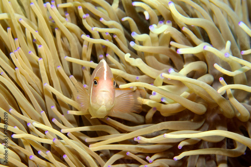 Anemonenfisch photo