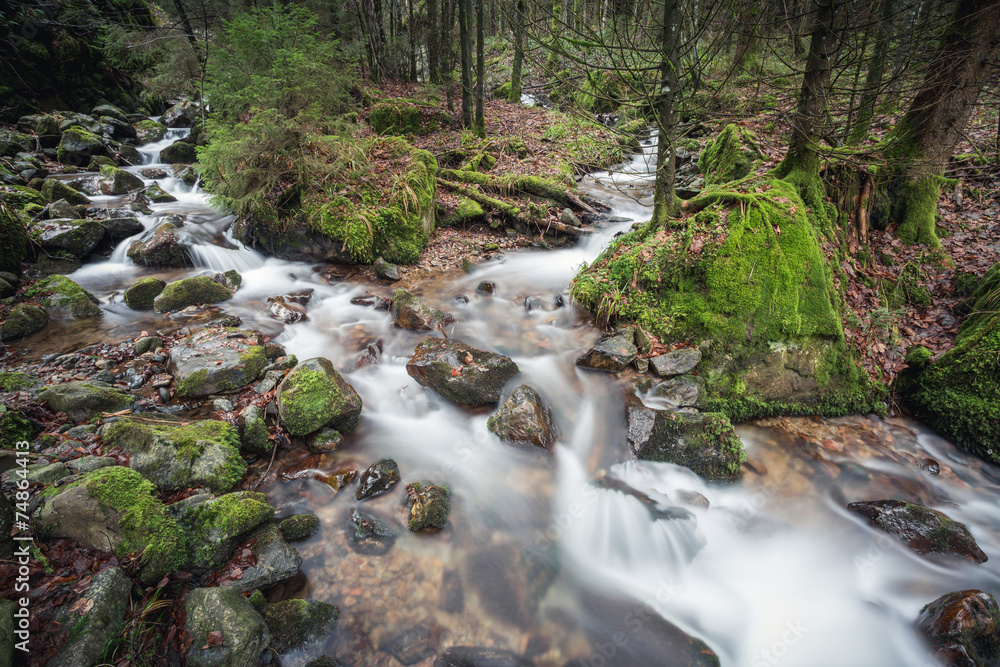 Fototapeta premium small brook in black forest, Germany
