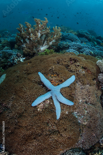 Star on Coral #74868669
