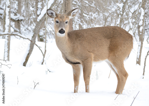 Whitetail Deer Yearling © brm1949