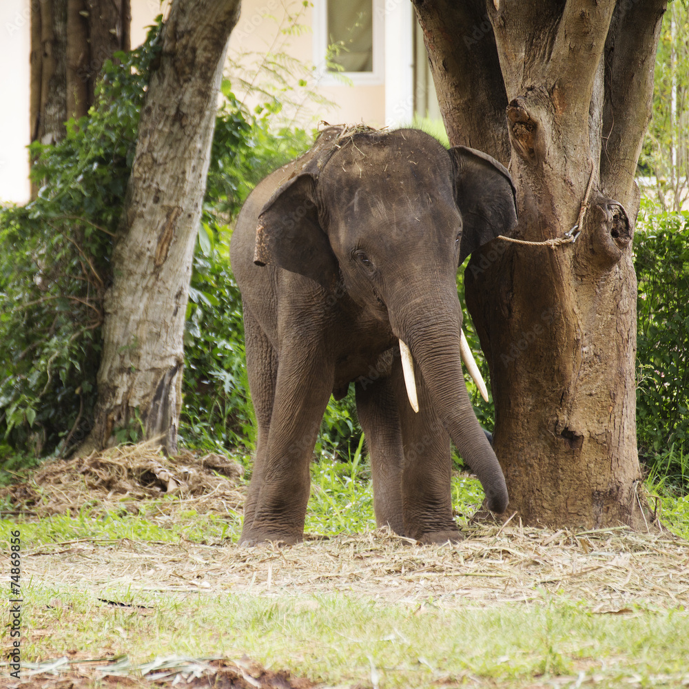 Obraz premium Elephant in Thailand