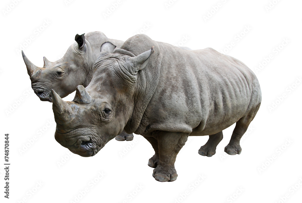 Obraz premium Rhino on white background.