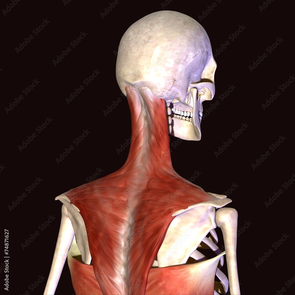 human body anatomy Stock Illustration | Adobe Stock
