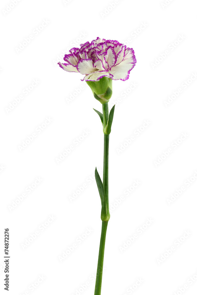 purple and white carnation flower isolated on white background purple and white carnation flower isolated on white background