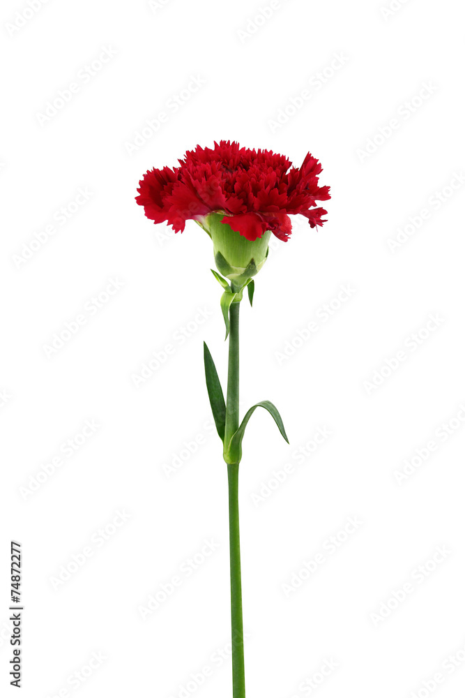 red carnation flower isolated on white background