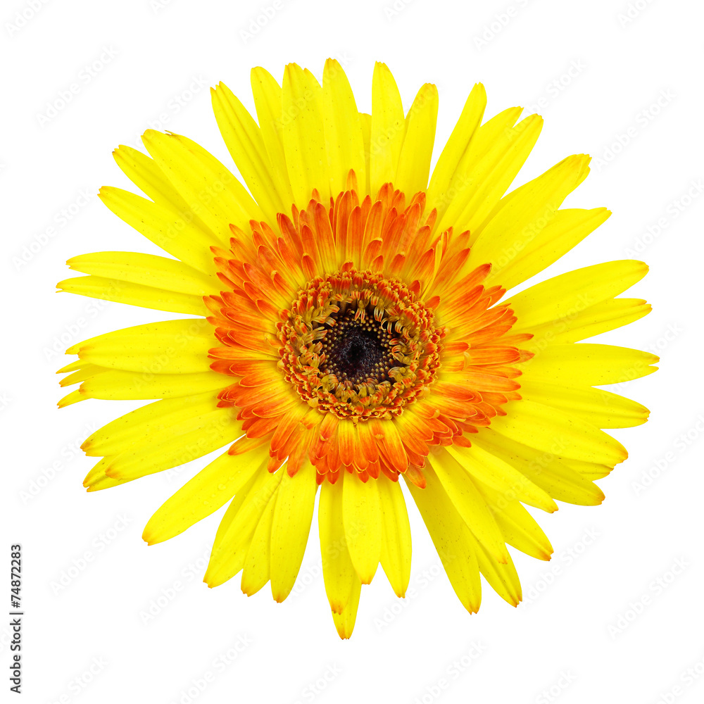 Fototapeta premium Gerbera flower isolated on white background