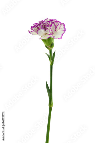 purple and white carnation flower isolated on white background