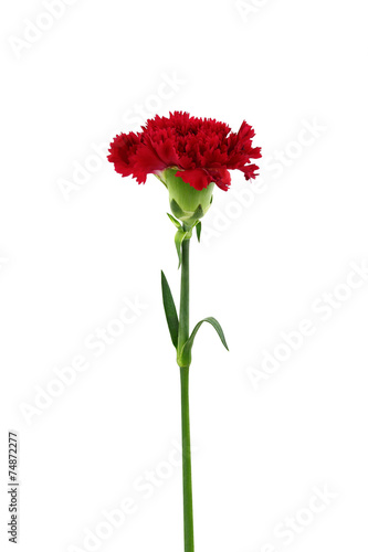 Fototapeta Naklejka Na Ścianę i Meble -  red carnation flower isolated on white background