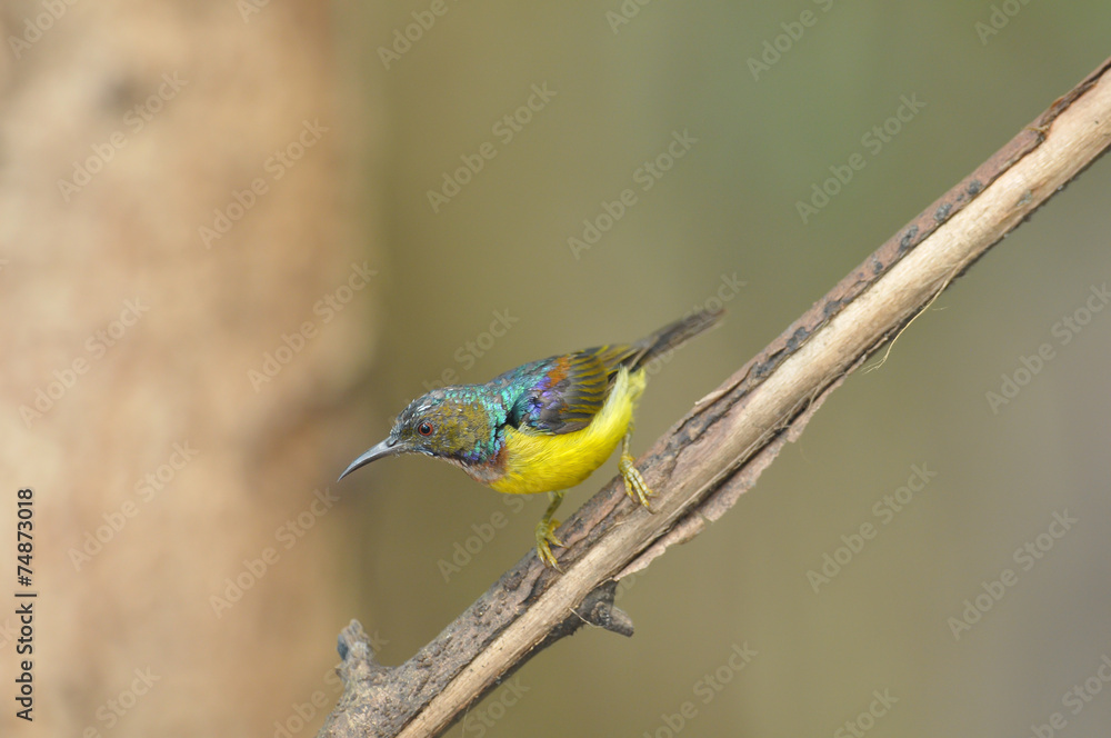 Obraz premium Brown-throated sunbird