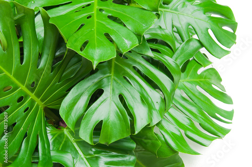 Philodendron monstera obliqua, green leaf background photo