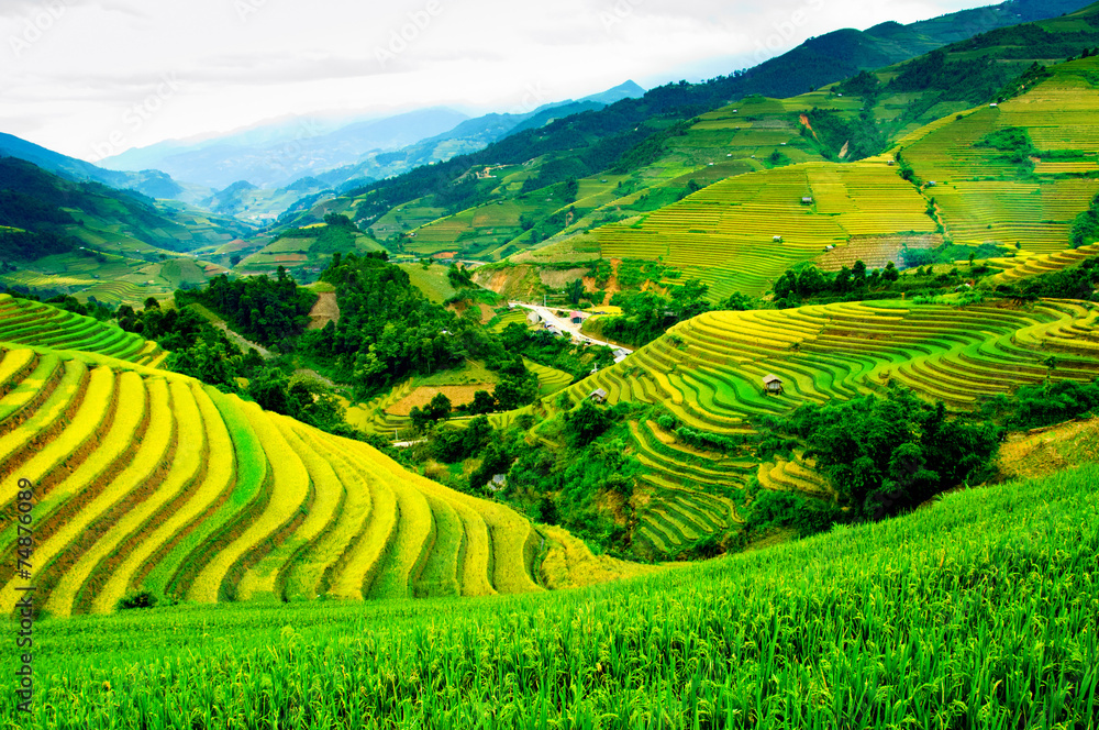 Fototapeta premium Rice fields on terraces in vietnam