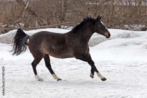 Skipping gray horse in winter farm