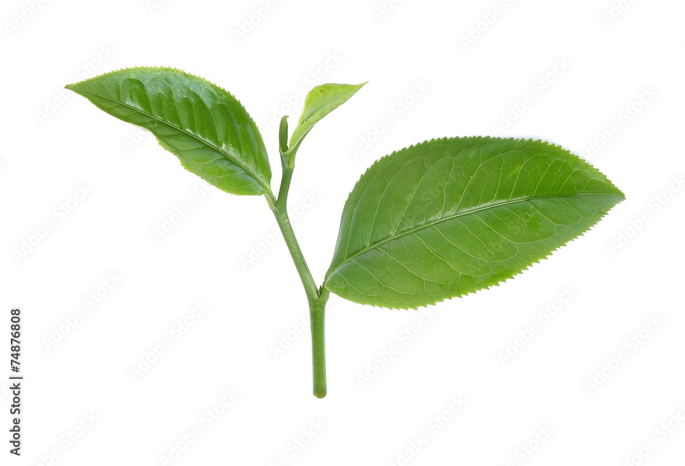 Green tea leaf isolated on white Green tea leaf isolated on white