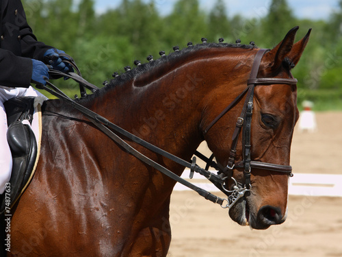 Dressage horse portrait in sports arena © horsemen