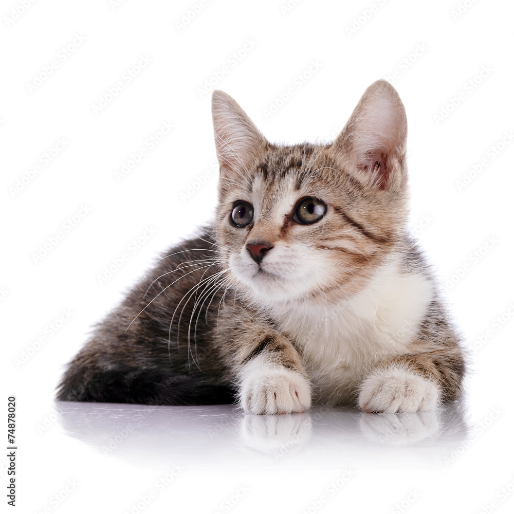 Obraz premium W paski z białym małym kotkiem.