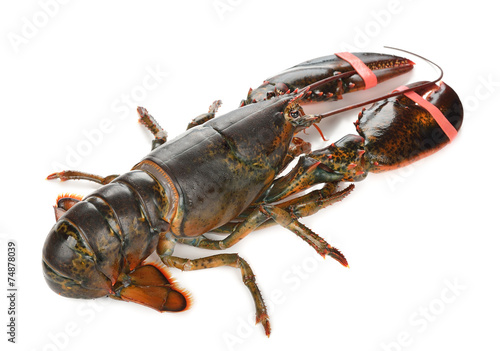 Raw lobster