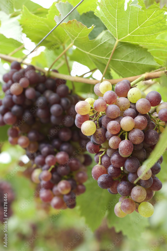 Grape vines in a vineyard