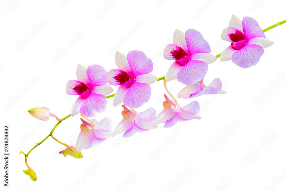 flower dendrobium orchid isolated on white background Stock Photo