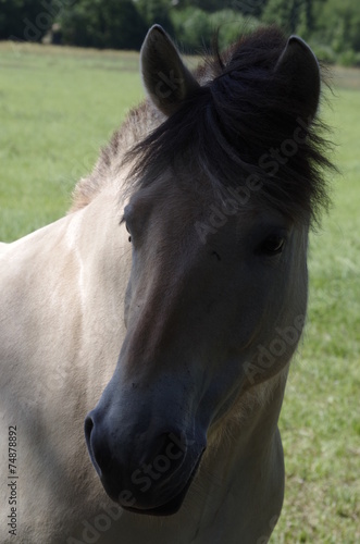 Pferdekopf © annabell2012